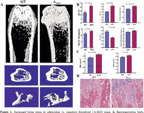 Figure 1 From Adenosine A 1 Receptors Regulate Bone Resorption In Mice