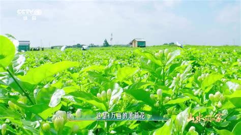 世界茉莉花都——广西横州市石井村广西新浪新闻