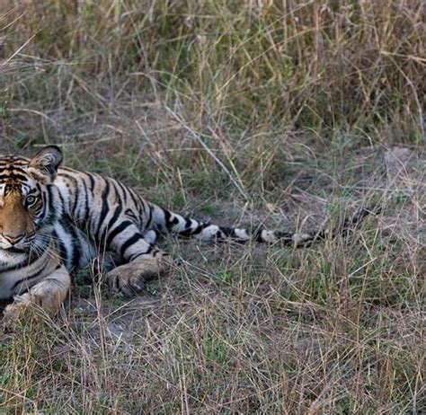 Best Tiger Safari Tours India - #1 Wildlife Safari Holidays