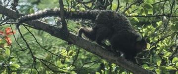 Parasita da malária em macacos também pode infectar humanos AMRIGS