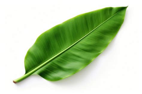 Banana leaf plant green white | Free Photo - rawpixel