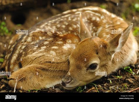 Baby Fallow Deer High Resolution Stock Photography And Images Alamy