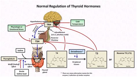 thyroid hormones – The Hot Mess Studio