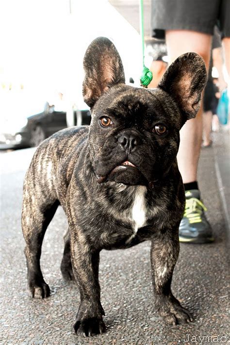 15 Different Types Of French Bulldogs With Photos Animal Corner