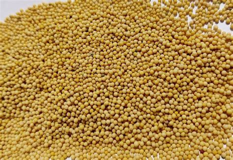 Yellow Mustard Seeds Pili Sarson At Rs Kg Yellow Mustard Seed In