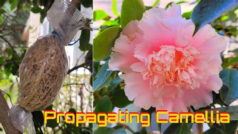 How To Propagate Camellia Growing Camellia Using Air Layering