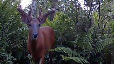 Double Split Brow Tines Youtube