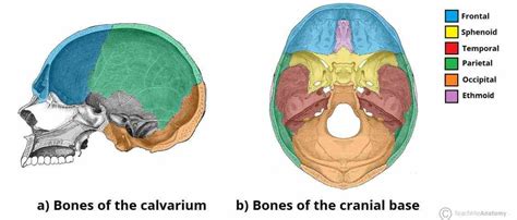 Anatomy The Bones Of The Skull | MedicineBTG.com