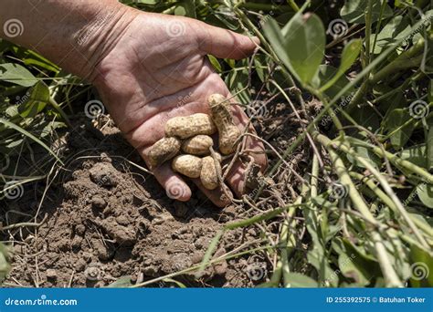 Hands Harvesting Fresh Organic Peanut From Soil Stock Image Image Of