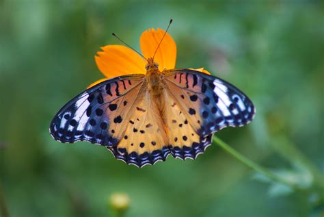 File:Butterfly macro.JPG - Wikimedia Commons