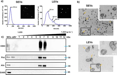 Inhibition Of V Integrin Impairs Adhesion And Uptake Of Tumor