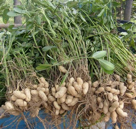 How To Plant Peanuts In The Philippines Seeds Can Be Removed When The