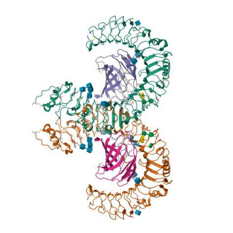 RCSB PDB 3FXI Crystal Structure Of The Human TLR4 Human MD 2 E Coli