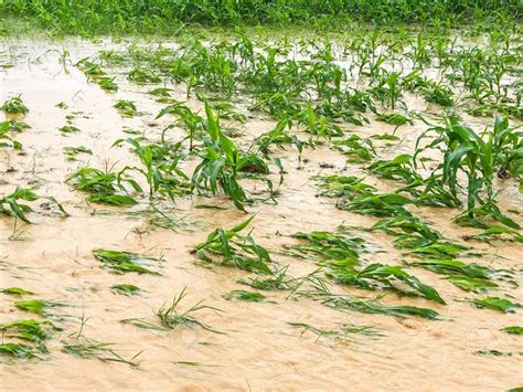 Fresh Harvest In Tamil Nadu Hit By Unseasonal Rain Farmers Seek