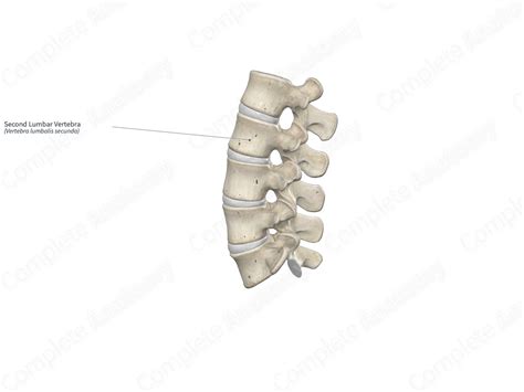 Second Lumbar Vertebra Complete Anatomy