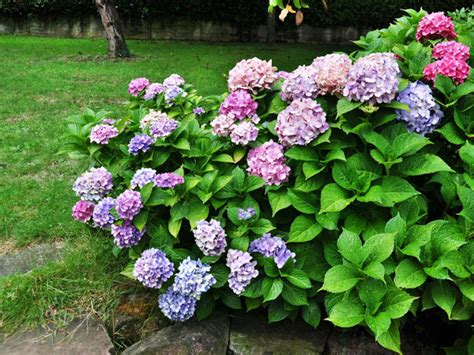 Hydrangea Care How To Plant Grow Care For Hydrangeas