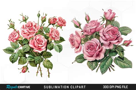 Watercolor Pink Floral Rose Clipart Png Graphic By Regulrcrative