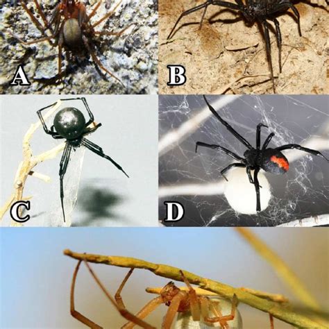 Distribution map of Loxosceles rufescens and Latrodectus spp., based on ...