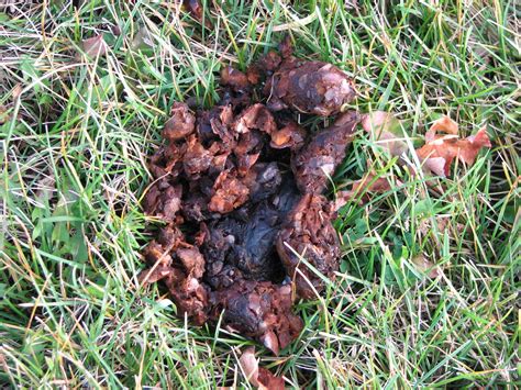 Bear Scat Anyone Out There A Scatologist This Has Apple Flickr