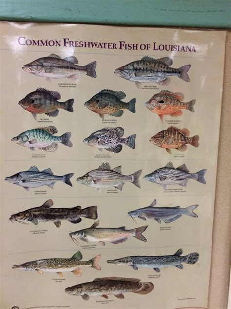 Louisiana State Freshwater Fish