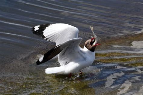 Brownheaded Gull Swallows Naked Carp On Editorial Stock Photo Stock