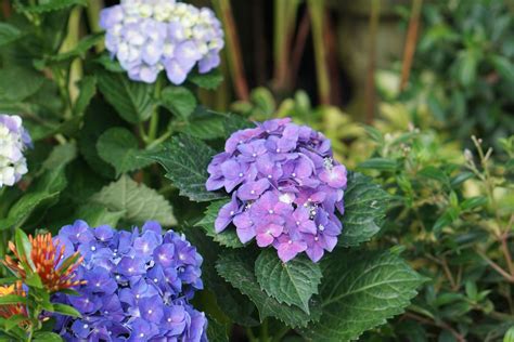 How to Grow and Care for Endless Summer® Hydrangea