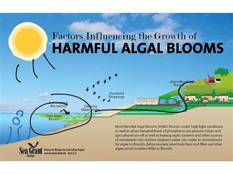 What Is Algal Bloom In Biology At Ruth Schreiner Blog