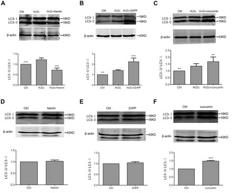 Effect Of Hemin ZnPP And Curcumin On Autophagy Of H2O2 Treated