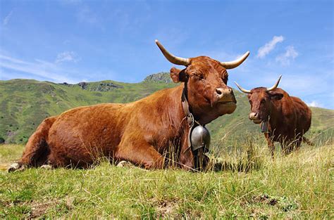 Vache Salers Banque Dimages Et Photos Libres De Droit Istock