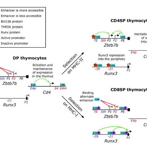 Normal Functions Of Bcl11b In Single Positive Thymocyte Lineage