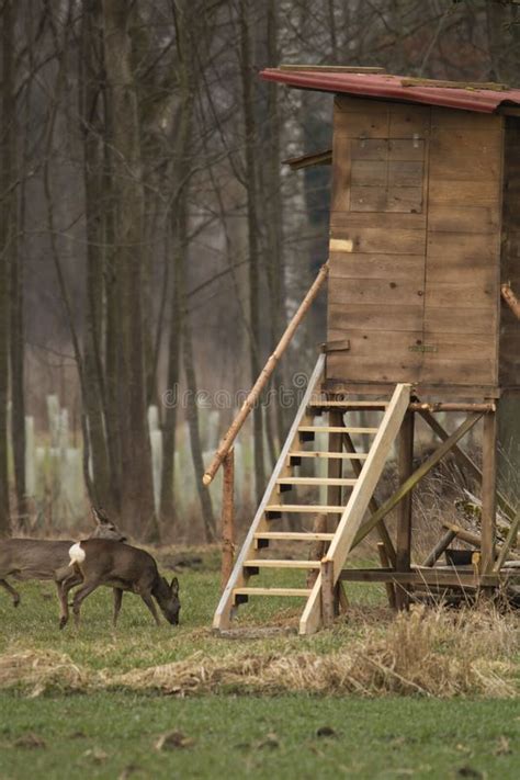 Deer Grazing In A Grassy Field Near The Wooden Hunting Tower Stock