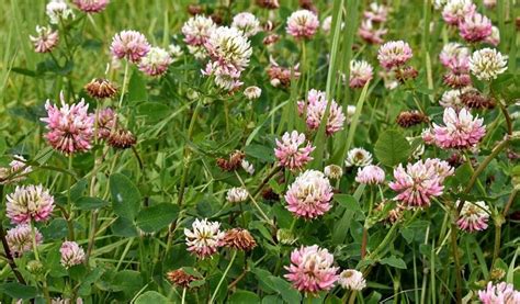 Alsike Clover: Information you need to know about it's types