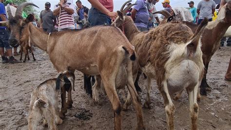 Feira De Ovinos Caprinos E Su Nos De Caruaru Pe Ter A Feira