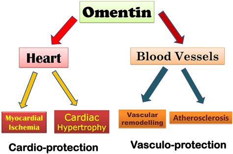 Role Of Adipokines Omentin And Visfatin In Coronary Artery Disease