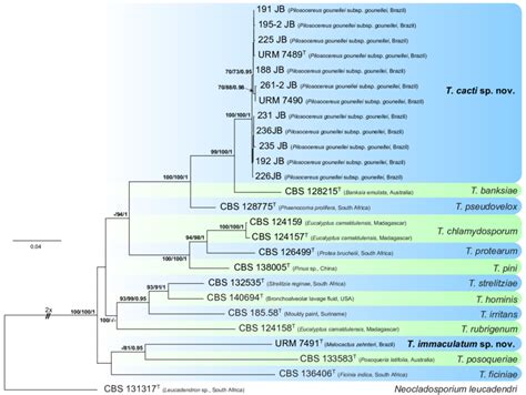 Maximum Likelihood Raxml Tree Obtained By Phylogenetic Analysis Of