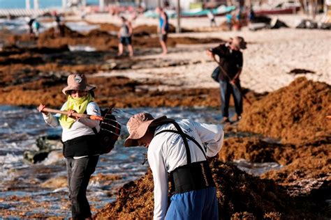 Más de 10 300 toneladas de sargazo se han recolectado en Playa del