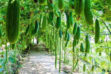 Comment Cultiver Des Courgettes Verticalement Dans Un Jardin