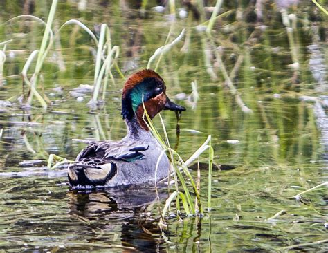 Waterfowl images - bradbarnesphotography