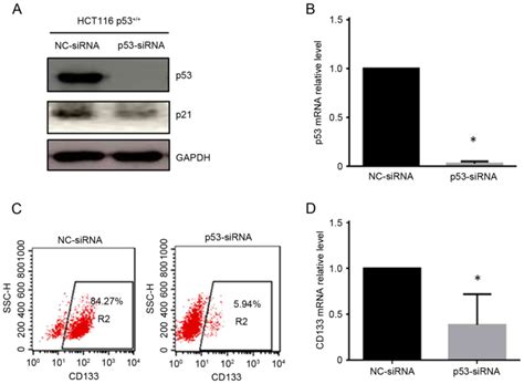 P53 Positively Regulates The Expression Of Cancer Stem Cell Marker