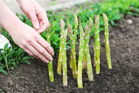 Asparagus Plant Care » Top Tips for Happy & Healthy Plants