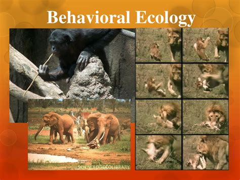 Ppt Behavioral Ecology Powerpoint Presentation Free Download Id2267077