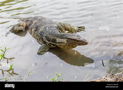 Varanus Salvator Commonly Known As Water Monitor Or Common Water