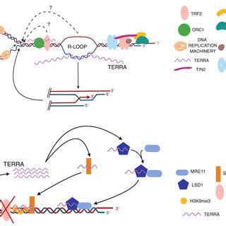 Proposed TERRA Functions In Telomere Maintenance A TERRA Transcripts