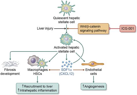 Figure 10 from Inhibition of canonical WNT signaling pathway by β