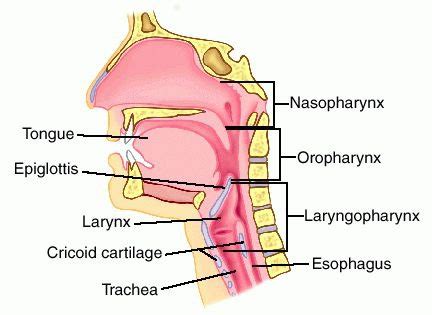 Dysphagia Week 2 Ppt Anatomy And Physiology Of The Normal Swallow