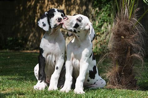 At What Age Are Great Danes Fully Grown