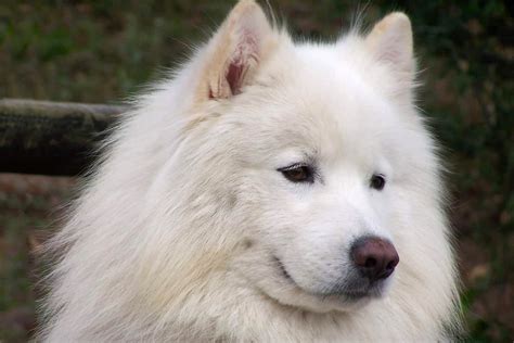 Are Bones Easily Digested By A Samoyed