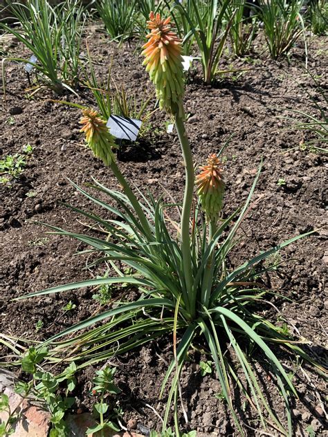 Kniphofia Hirsuta Fire Dance Andy Gladman