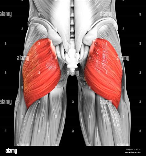 Human Muscular System Leg Muscles Gluteus Maximus Muscle Anatomy Stock