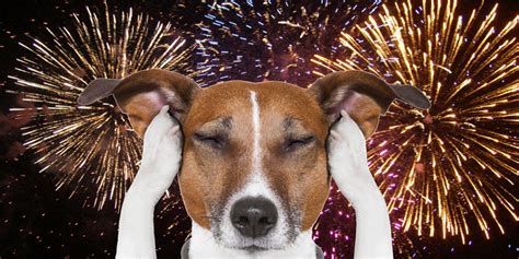 How To Keep Your Dog Calm Cool And Collected During Fireworks And